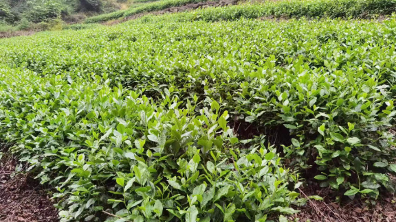 舟山綠茶的功效 服務(wù)為先 寧波平頂杉茶業(yè)供應(yīng)