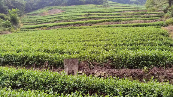 绍兴洋沙山绿茶批发