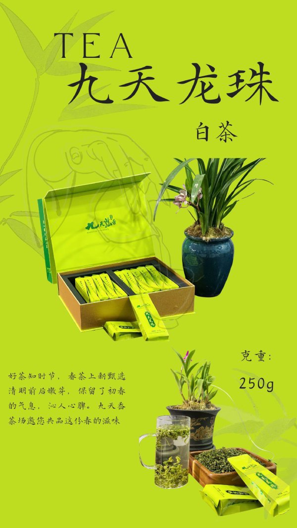 九天龍珠