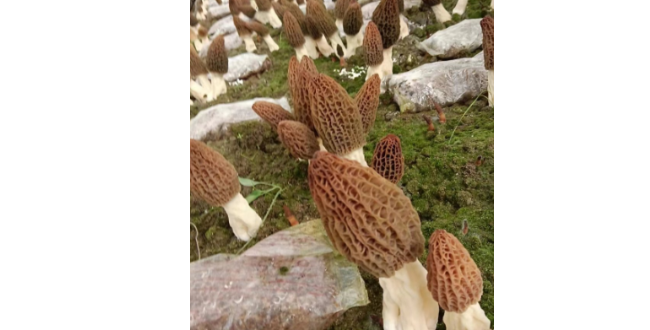 成都硬羊肚菌培育 欢迎咨询 成都首手生物科技供应