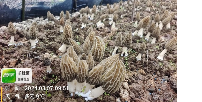 贵州七妹羊肚菌有哪些菌种