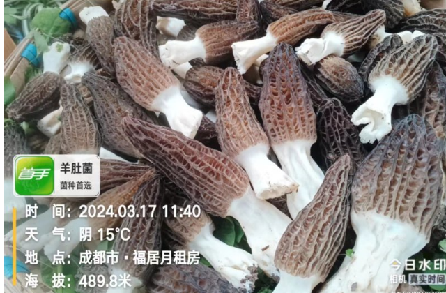 贵州硬羊肚菌菌种