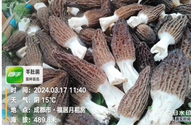 成都黄色羊肚菌怎么卖 诚信为本 成都首手生物科技供应