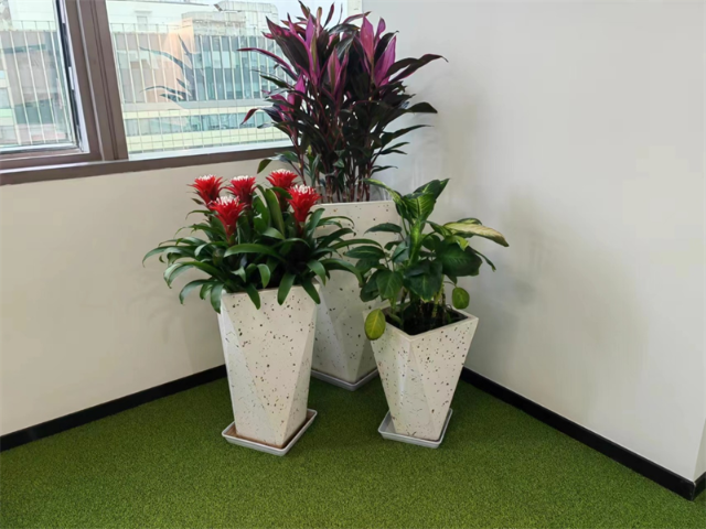 浦東新區(qū)寫字樓綠化租賃定制 真誠推薦 衡慕環(huán)境科技發(fā)展供應(yīng)