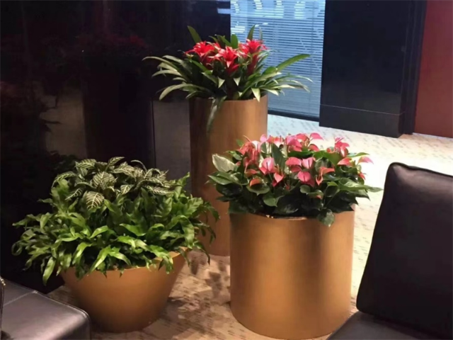 浦東新區(qū)酒店布置綠化租賃公司 貼心服務(wù) 衡慕環(huán)境科技發(fā)展供應(yīng)