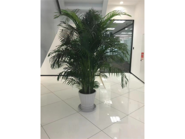 徐匯區(qū)寫字樓綠化租賃公司排名 值得信賴 衡慕環(huán)境科技發(fā)展供應(yīng)