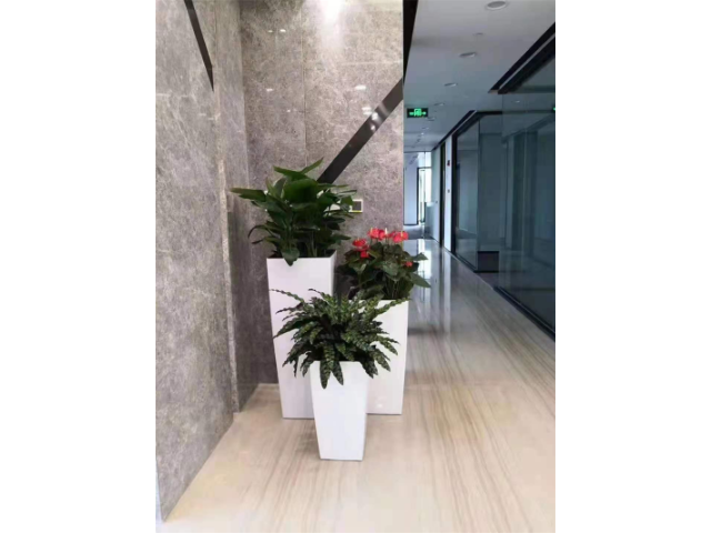 靜安大型綠化租賃公司 衡慕環(huán)境科技發(fā)展供應(yīng) 衡慕環(huán)境科技發(fā)展供應(yīng)