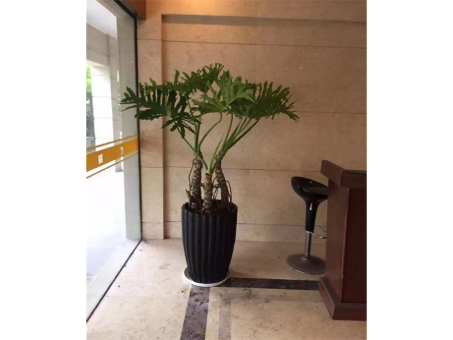 浦東新區(qū)專業(yè)綠化租賃報價 誠信經(jīng)營 衡慕環(huán)境科技發(fā)展供應(yīng)