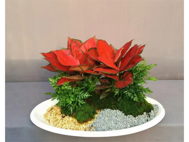 徐匯區(qū)植物綠化租賃價格 真誠推薦 衡慕環(huán)境科技發(fā)展供應(yīng)