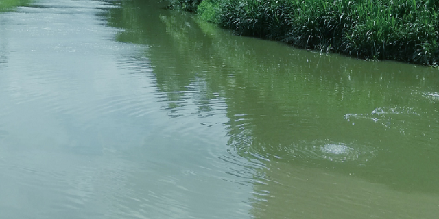 红河州黑臭水体水质提升公司 广东中微环保生物科技供应;