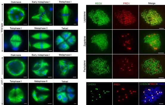 北京纺锤体卵冷冻研究 上海嵩皓科学仪器供应