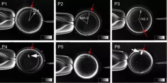 北京无需染色纺锤体胚胎植入 上海嵩皓科学仪器供应