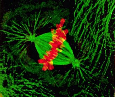 上海ICSI纺锤体胚胎植入 上海嵩皓科学仪器供应