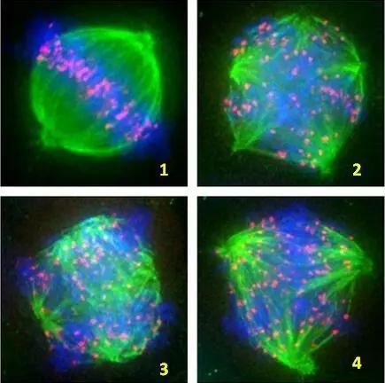 北京卵母细胞纺锤体卵冷冻研究 上海嵩皓科学仪器供应