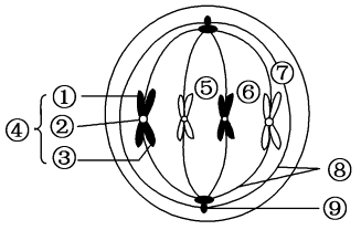 上海卵母細胞紡錘體價格 上海嵩皓科學儀器供應