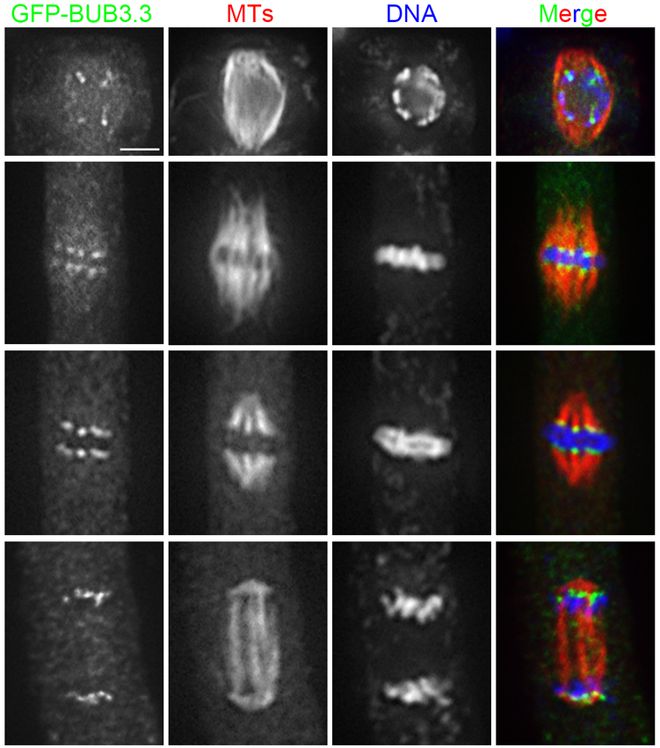 北京克隆纺锤体卵冷冻研究 上海嵩皓科学仪器供应