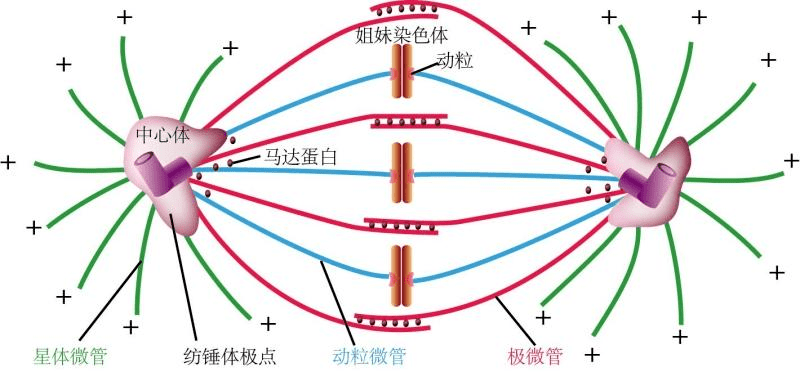 北京哺乳动物纺锤体揭示卵母细胞关键结构 上海嵩皓科学仪器供应