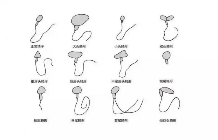 北京人精子分析 上海嵩皓科学仪器供应