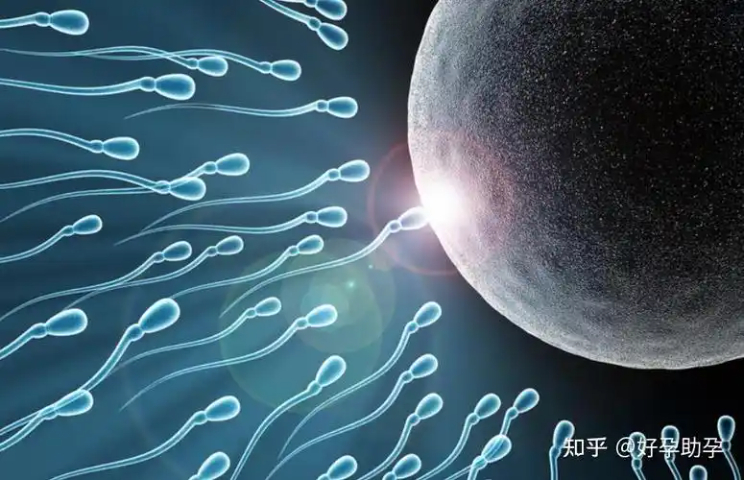 北京綿羊精子分析WOB 上海嵩皓科學(xué)儀器供應