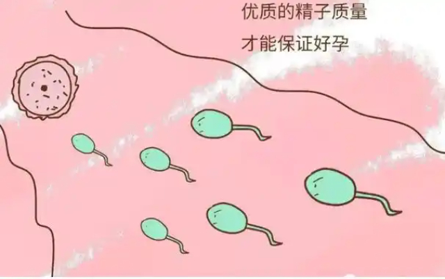 上海鱼精子分析VCL 上海嵩皓科学仪器供应