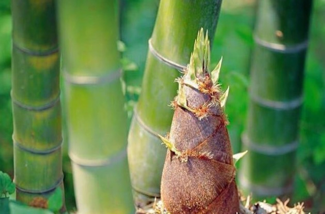 江西质量农村电商蔬菜厂家现货,农村电商蔬菜