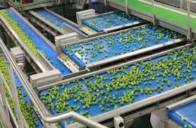 Lifting Conveyor For Vegetables