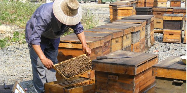 紅橋區國内巨蜂蜂蜜價格表格,巨蜂蜂蜜