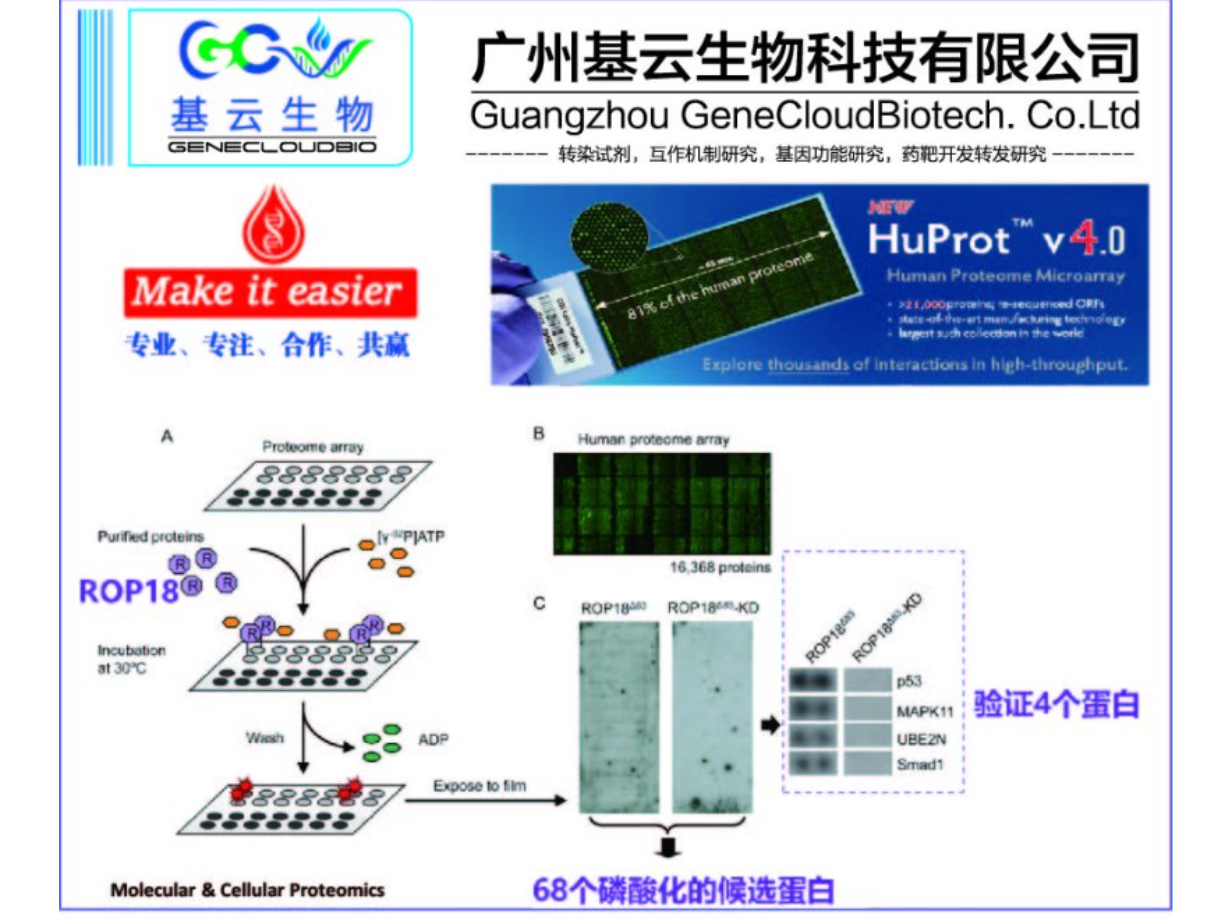 江苏美国蛋白组芯片HuProt产品