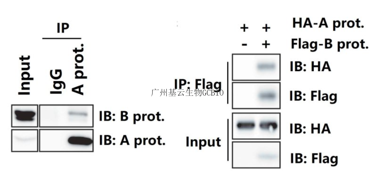 互作蛋白检测CoIP-Western Blot