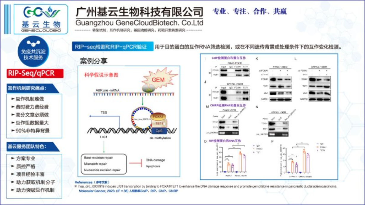 上海RNA蛋白互作RIP Sequencing检测,RIP