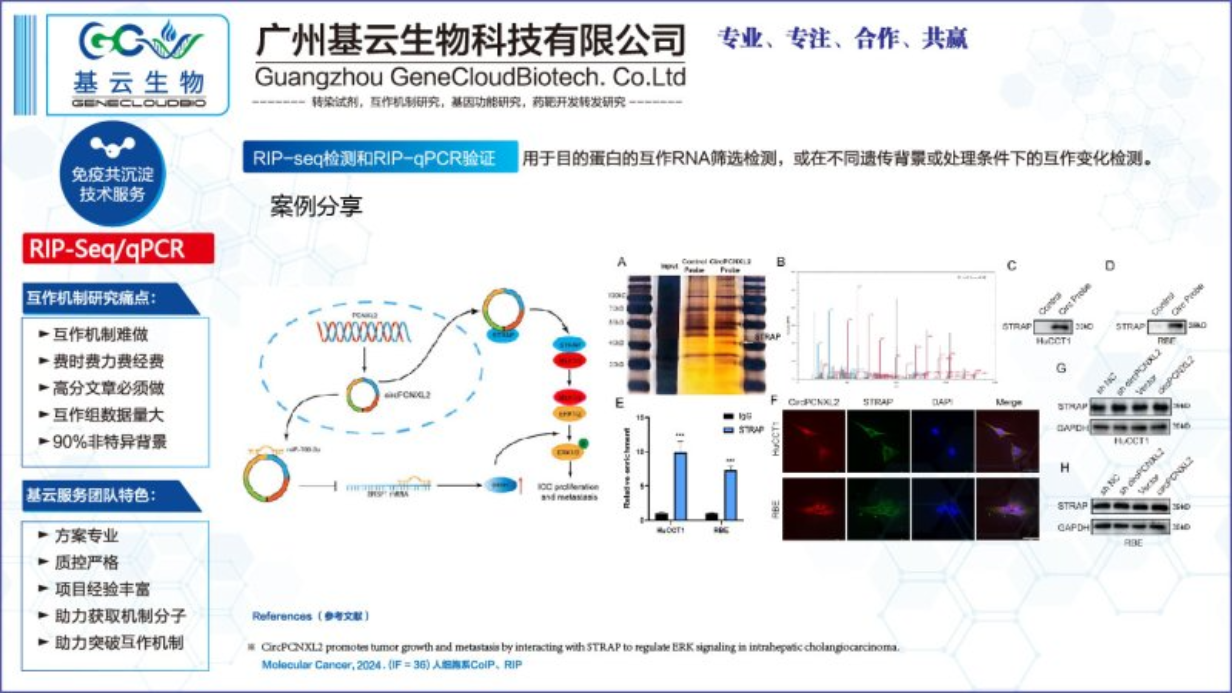 湖南RNA蛋白相互作用RIP-qPCR检测