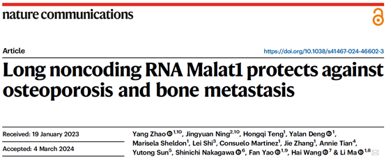 Malat1竞争结合Tead3预防骨质疏松和**骨转移