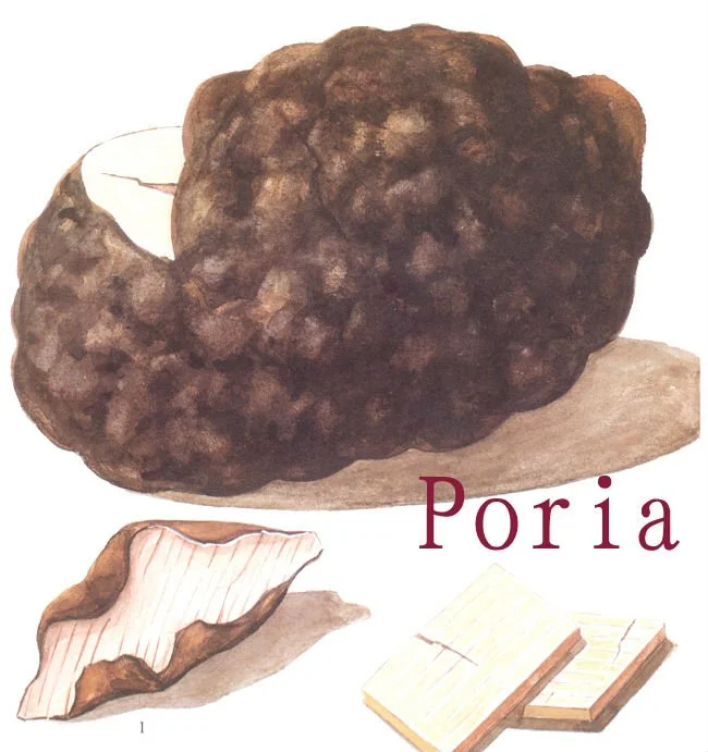 Professional supplier for Poria Extract-Nutra Green