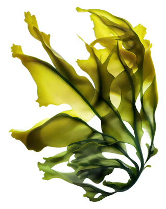 Fucoidan - Kelp/Laminaria japonica, Wakame/Undaria pinnatifida