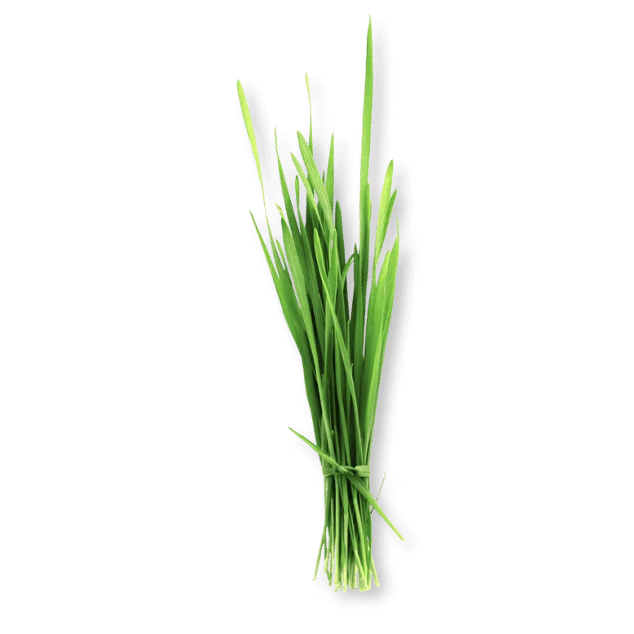 Green Barley Grass Powder