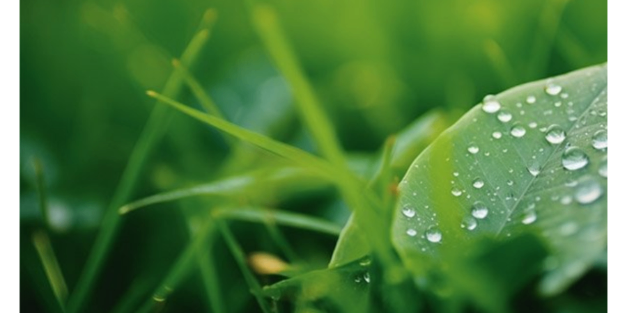 植物果糖檢測 真誠推薦 南京易知源檢測技術供應