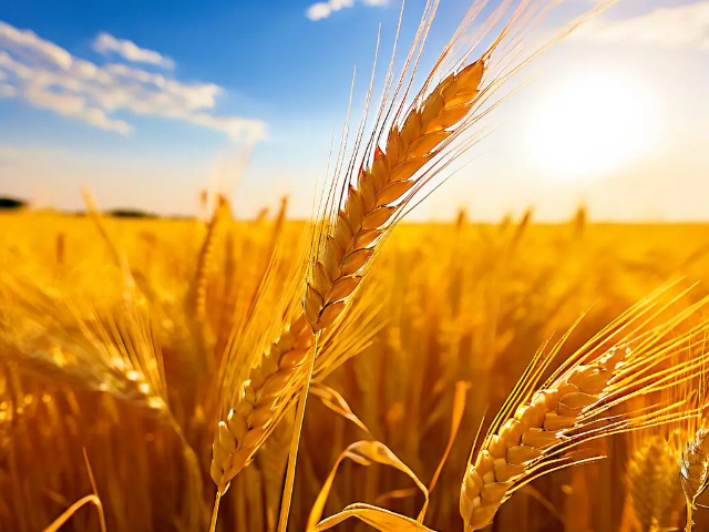 上海送檢植物全磷 服務(wù)為先 南京易知源檢測(cè)技術(shù)供應(yīng)