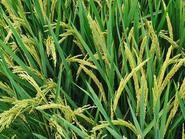 湖北送檢植物全氮 值得信賴 南京易知源檢測技術供應