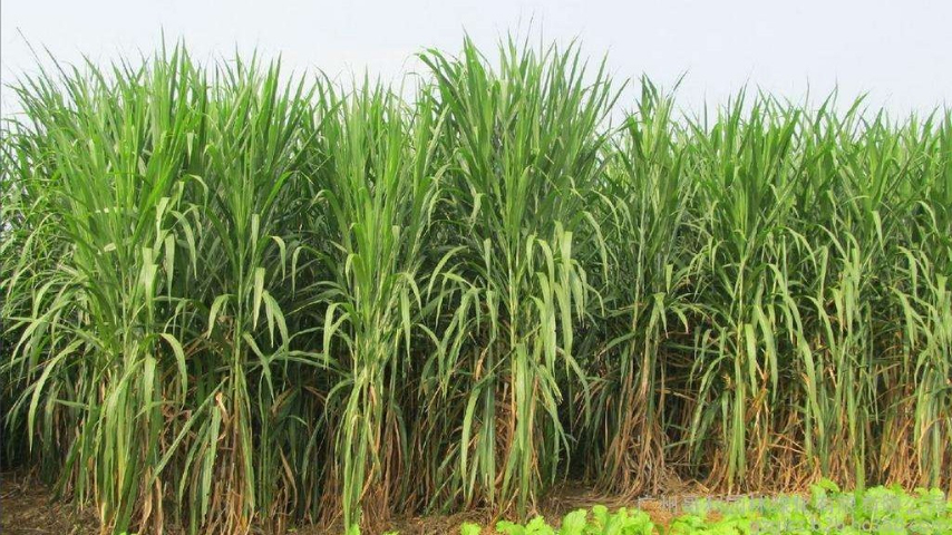 貴州植物有效鉀檢測 誠信服務(wù) 南京易知源檢測技術(shù)供應(yīng)