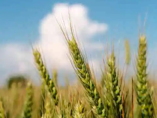 四川易知源植物超氧陰離子檢測 誠信服務 南京易知源檢測技術供應