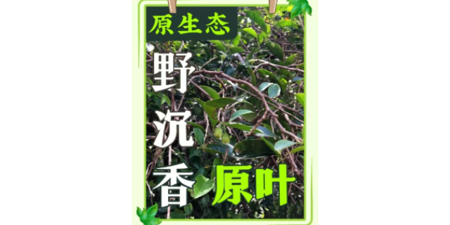 沉香茶功效