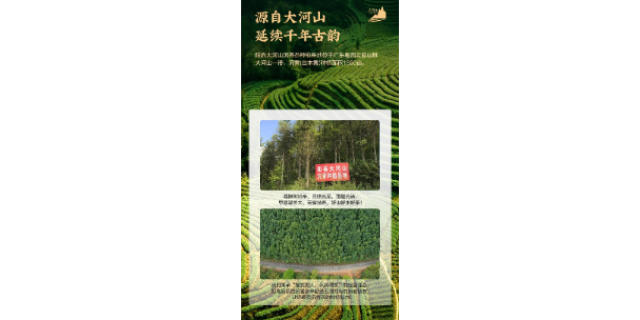 阳江沉香茶的作用 阳春大河山生态农业产业供应