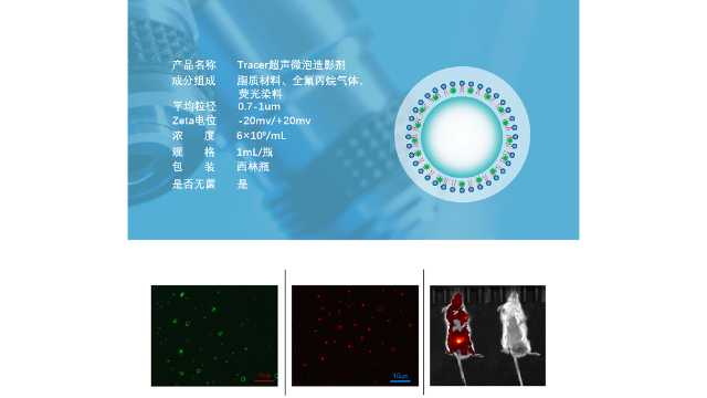 靶向超声微泡蛋白