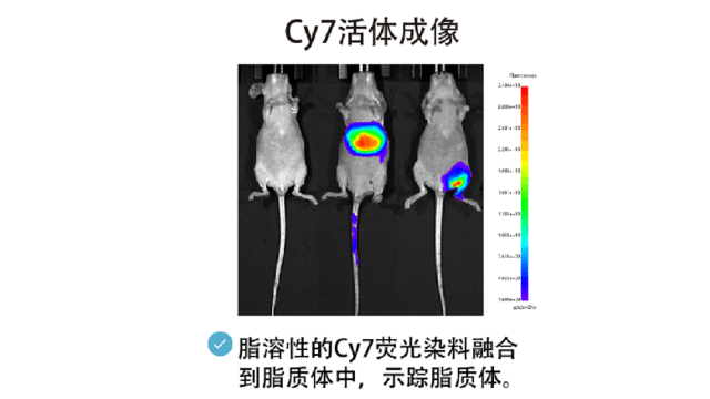 上海荧光染料luc 值得信赖 南京星叶生物科技供应