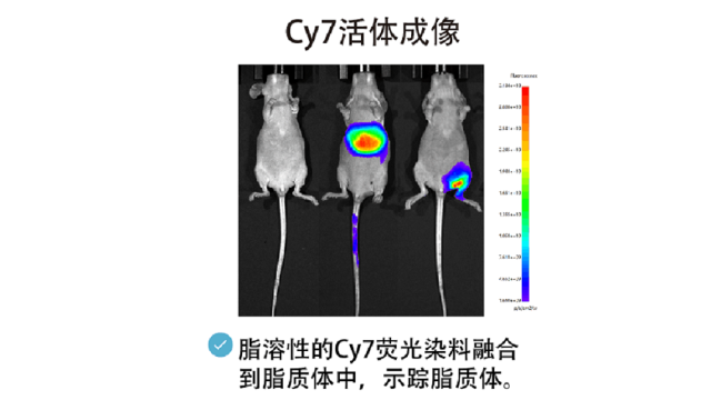 江苏组织荧光染料 创新服务 南京星叶生物科技供应