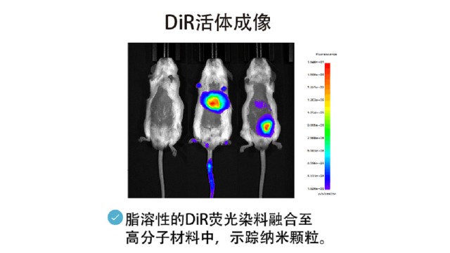 重庆神经荧光染料 客户至上 南京星叶生物科技供应