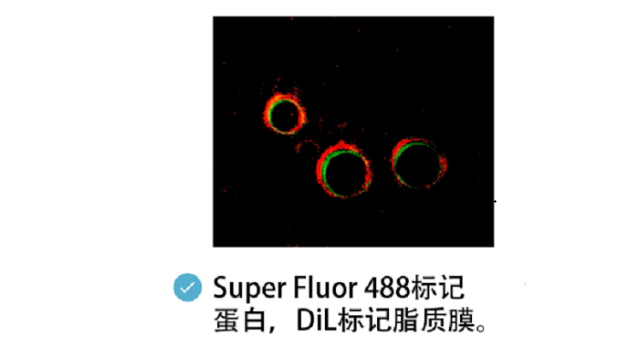 河北荧光染料细胞膜 诚信服务 南京星叶生物科技供应