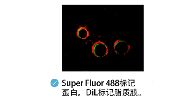 湖北荧光染料蓝色 诚信为本 南京星叶生物科技供应