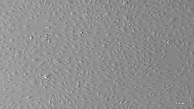 肠巨噬细胞细胞技术指导 无锡菩禾生物医药技术供应