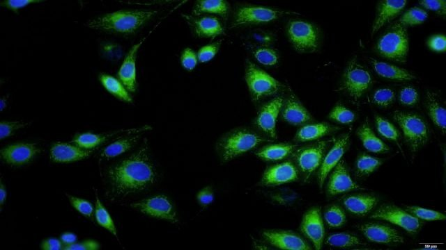 鼠骨髓内皮祖细胞细胞现价 无锡菩禾生物医药技术供应